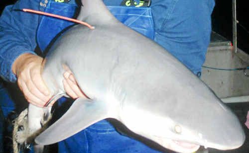 Shark scientist Amy Smoothey and a team of researchers are tagging bull sharks on the Mid North Coast during summer. Shark scientist Amy Smoothey and a team of researchers are tagging bull sharks on the Mid North Coast during summer.